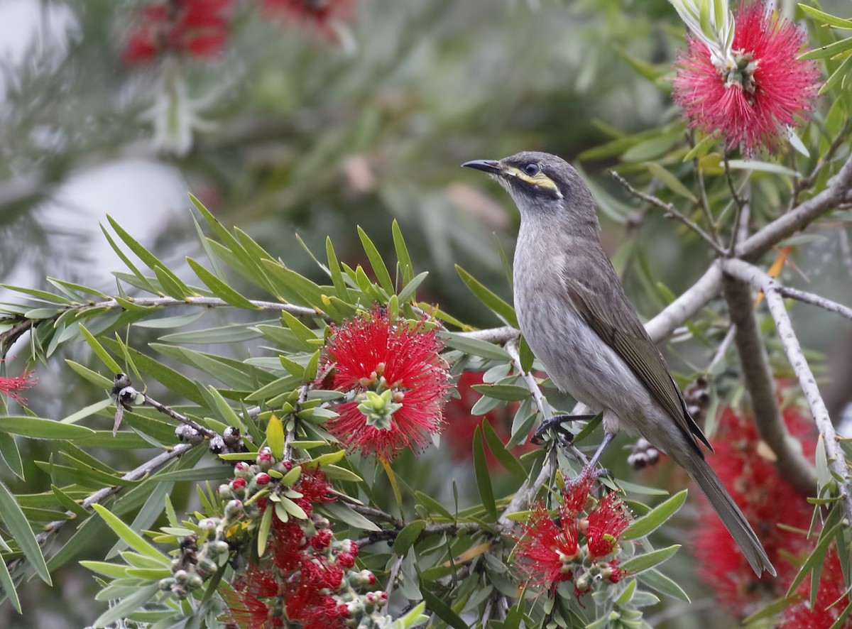 Yellow-faced Honeyeater - ML646241939