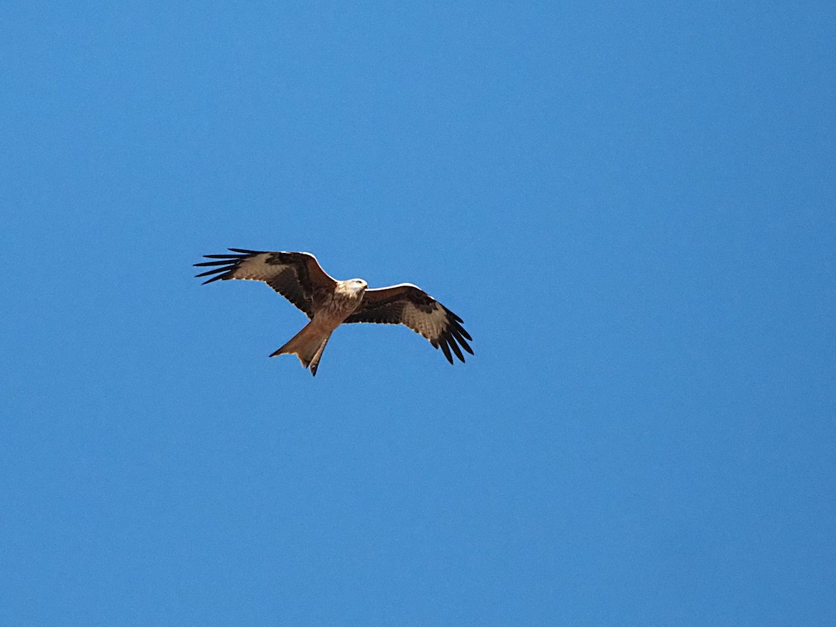 Red Kite - ML646241940