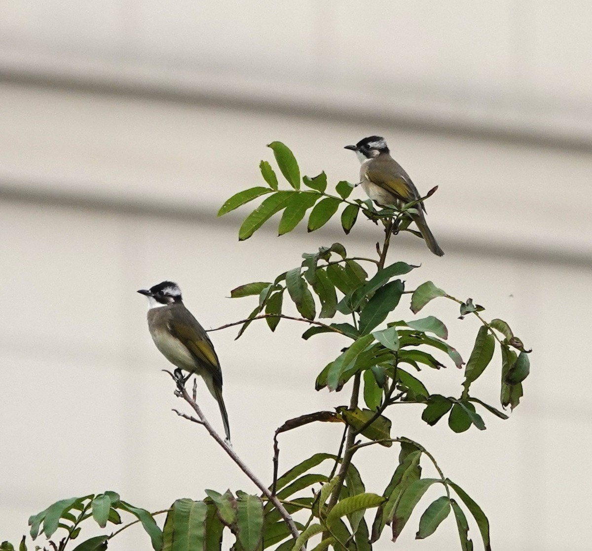 Light-vented Bulbul - ML646241942