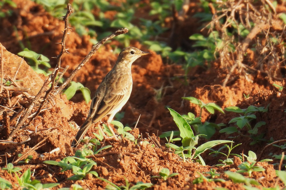 Paddyfield Pipit - ML646241943
