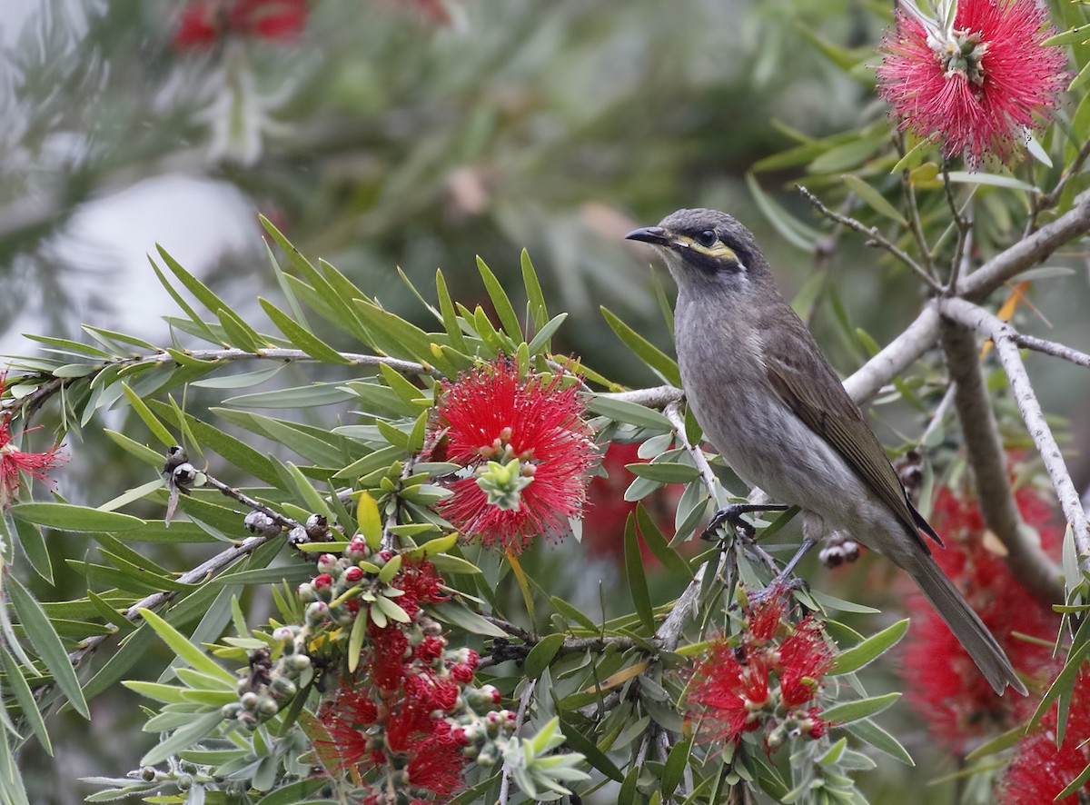 Yellow-faced Honeyeater - ML646241946