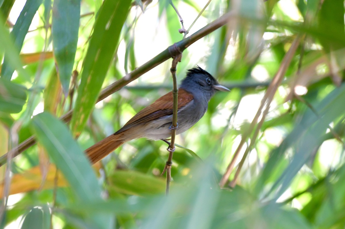 Blyth's Paradise-Flycatcher - ML646241947