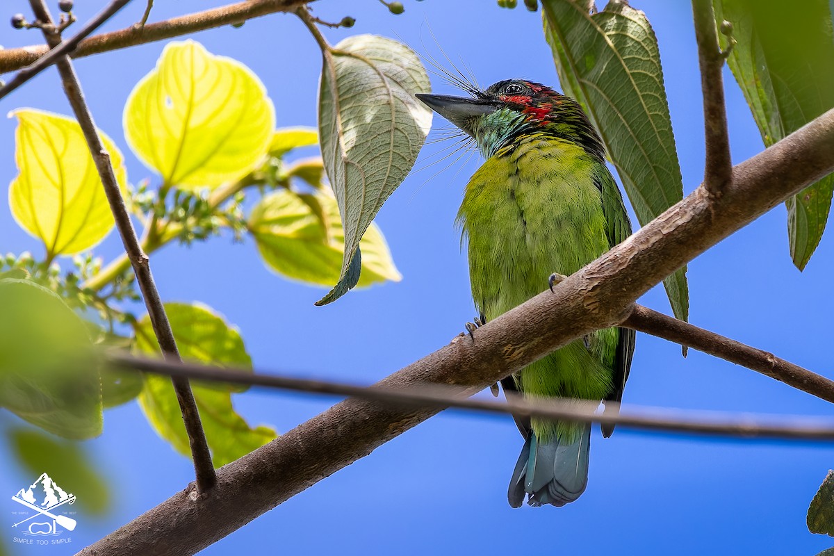 Black-eared Barbet - ML646241954