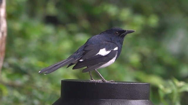 Oriental Magpie-Robin - ML646241955