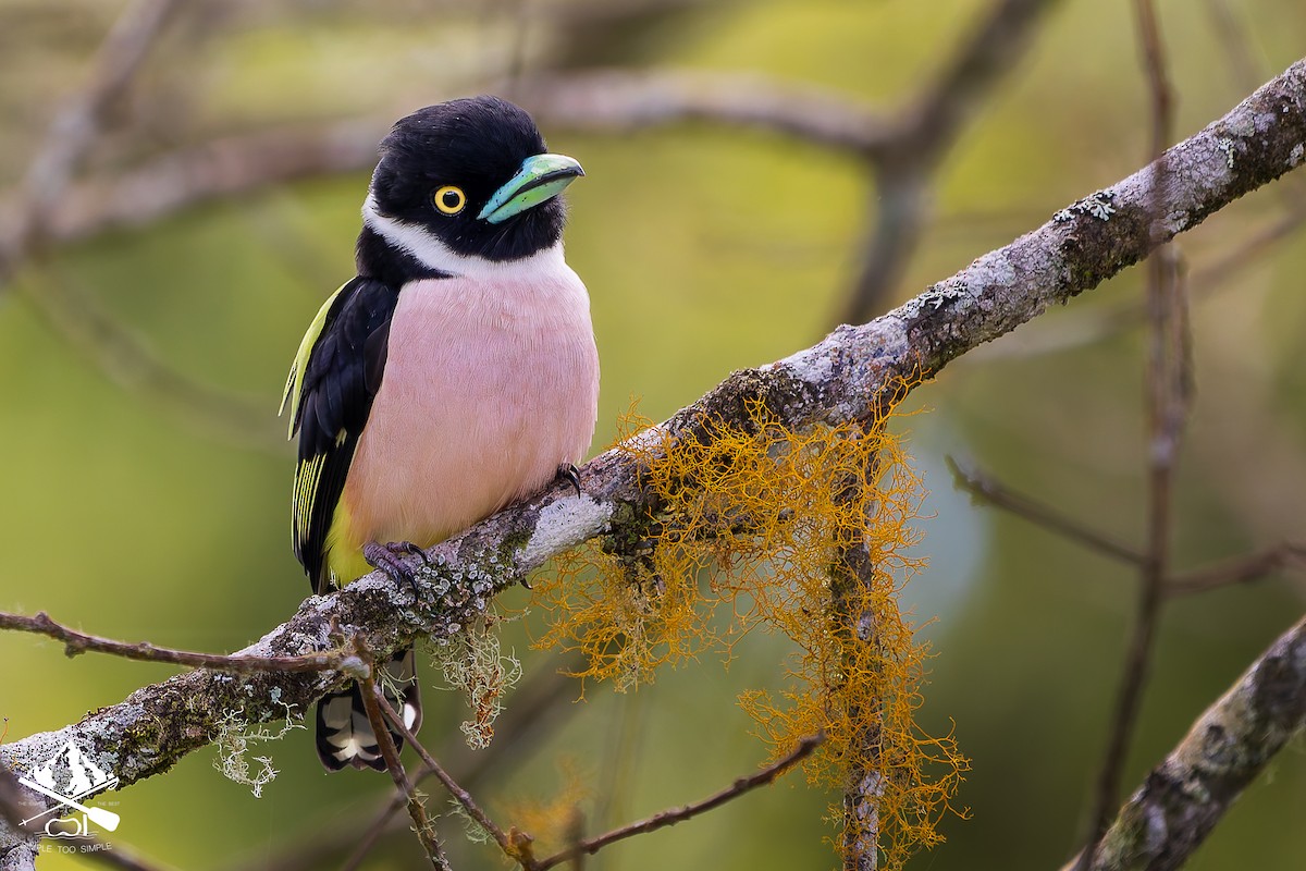 Black-and-yellow Broadbill - ML646241957