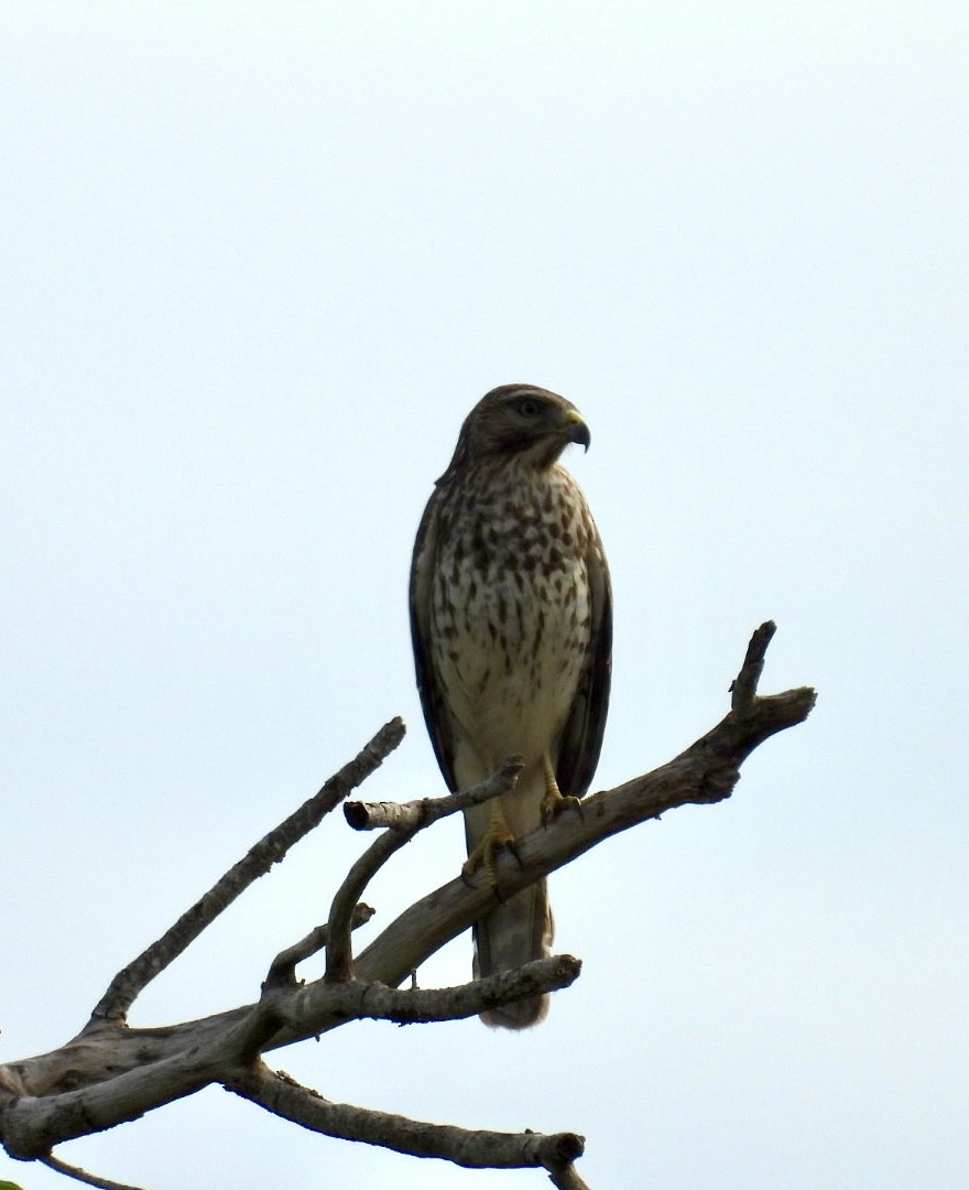 Red-shouldered Hawk - ML646241961
