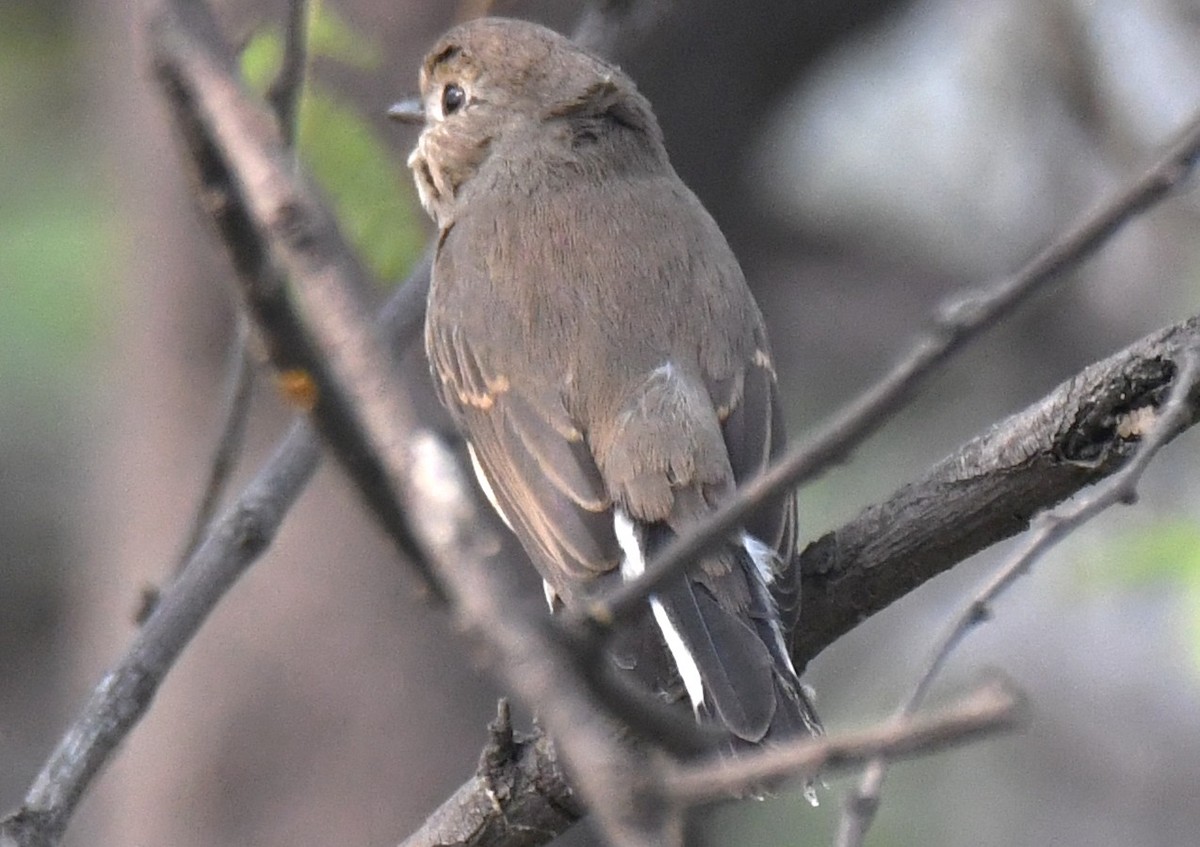Taiga Flycatcher - ML646241962