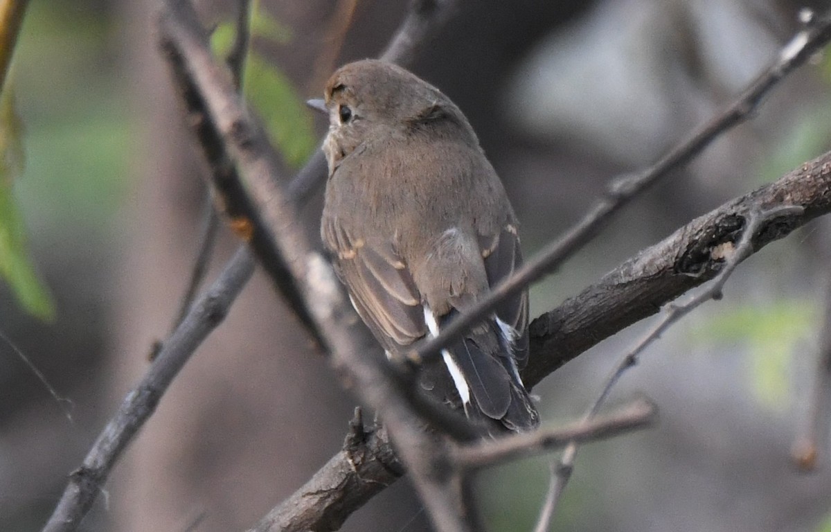 Taiga Flycatcher - ML646241967