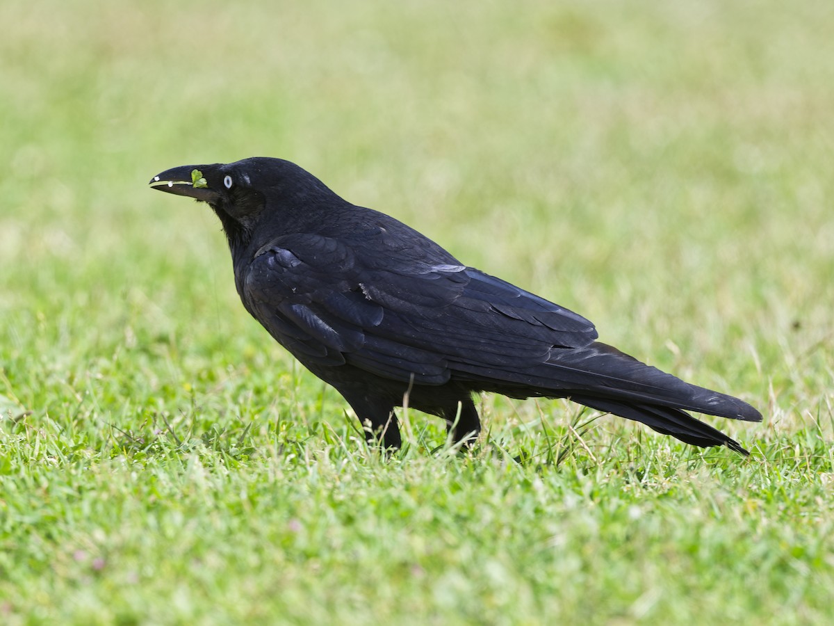 Forest Raven - ML646241972