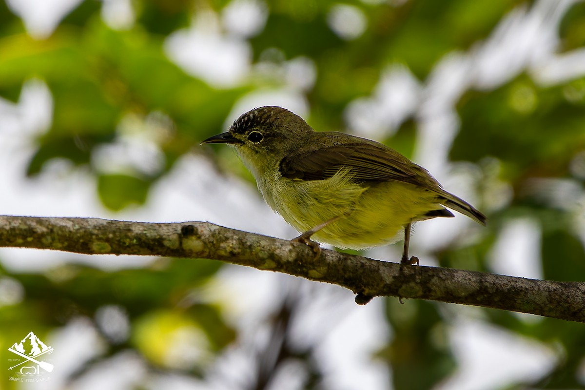 Pygmy Heleia - ML646241974