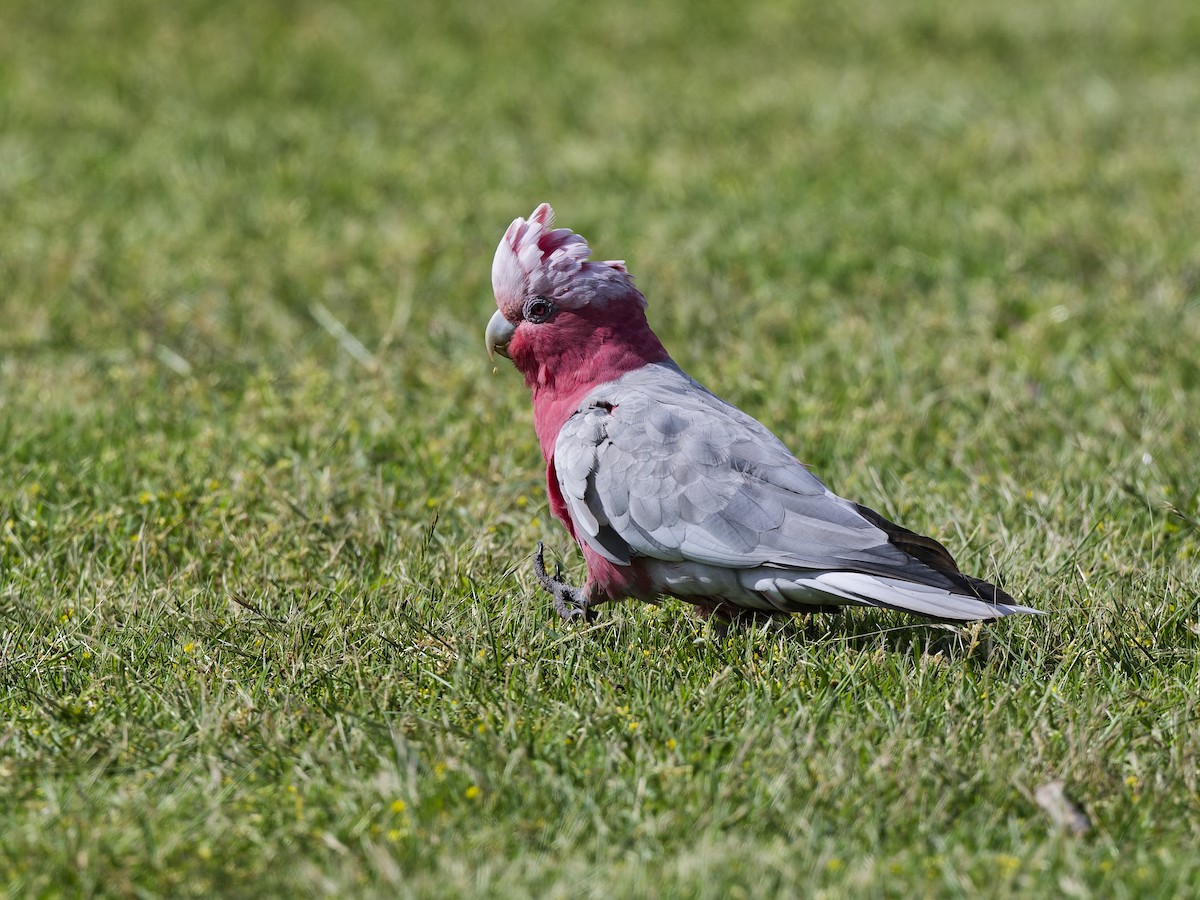 Galah - ML646241975