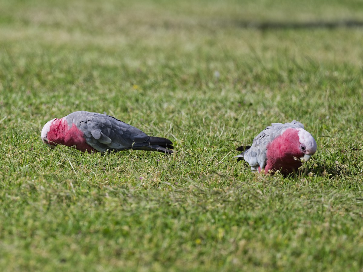 Galah - ML646241976