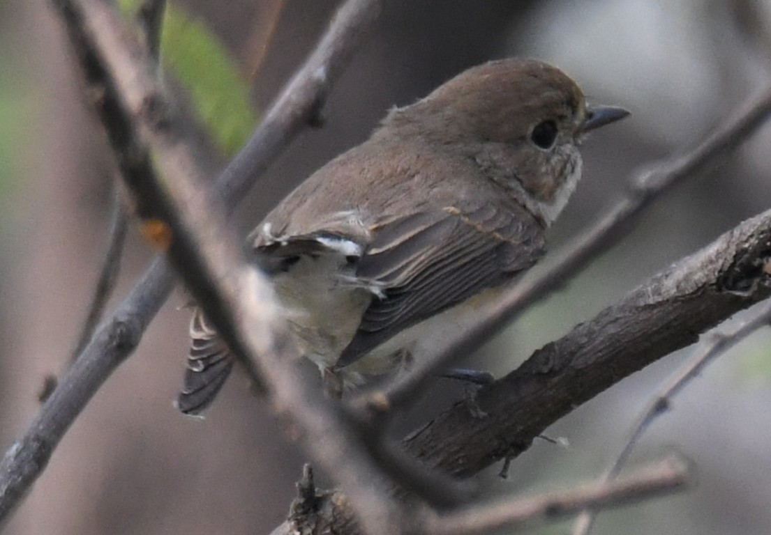 Taiga Flycatcher - ML646241977
