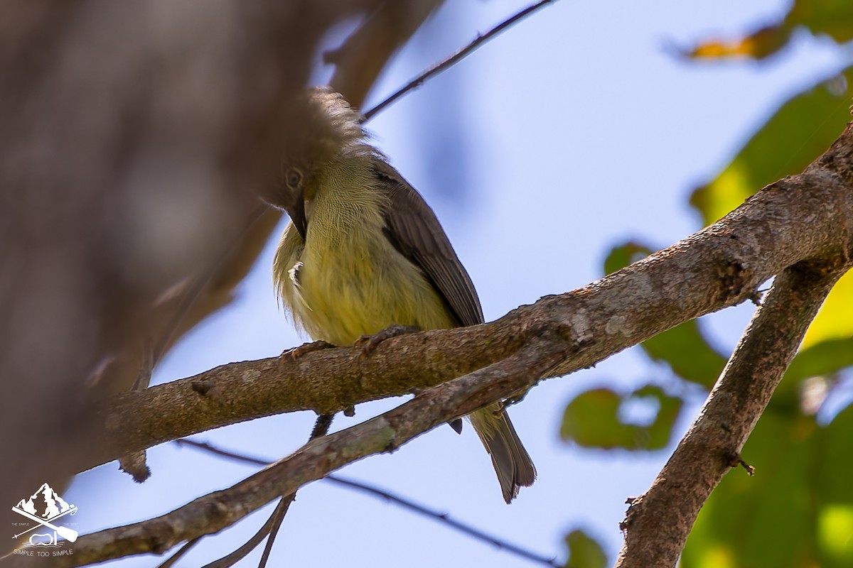 Hume's White-eye - ML646241978