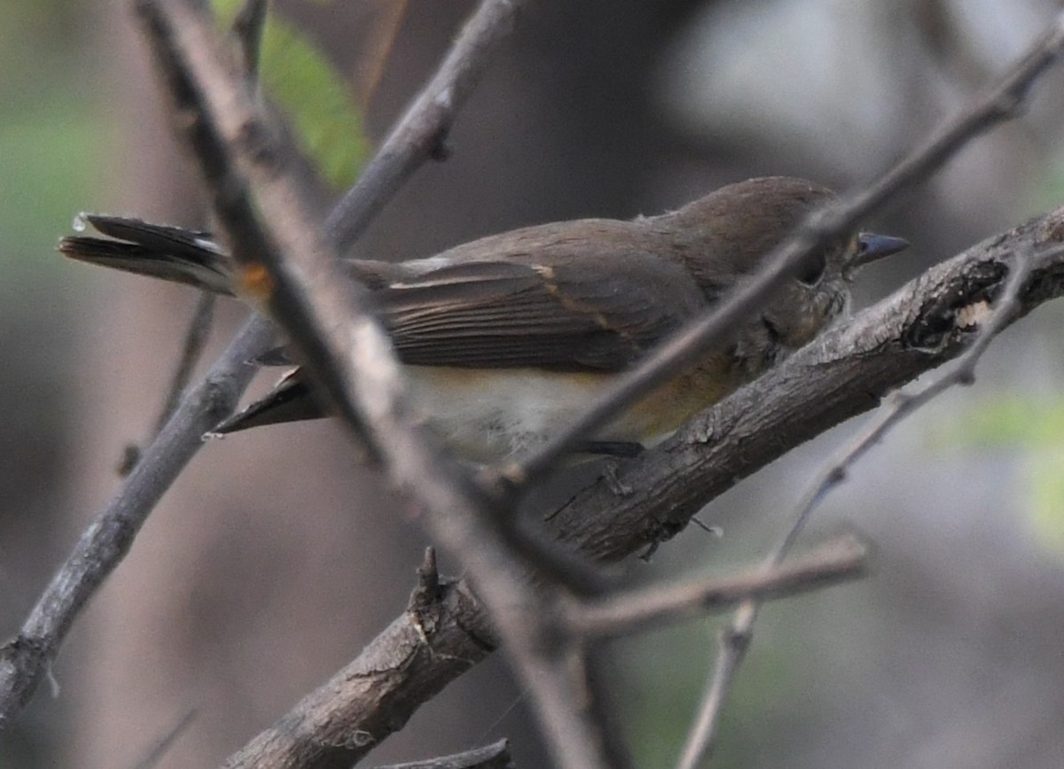 Taiga Flycatcher - ML646241979