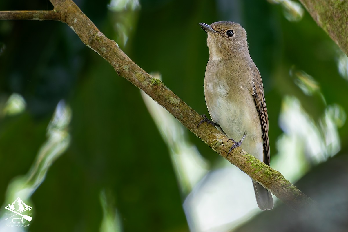 Blue-and-white Flycatcher - ML646241980