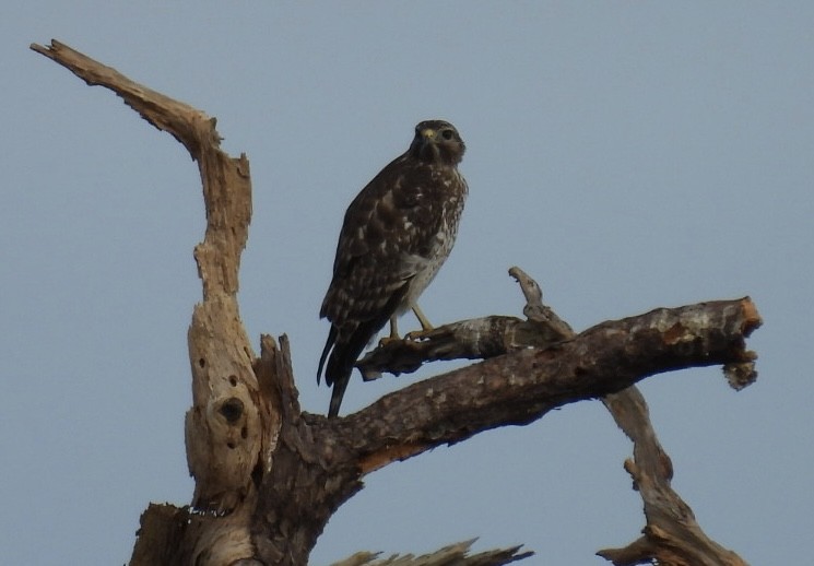 Red-shouldered Hawk - ML646241981