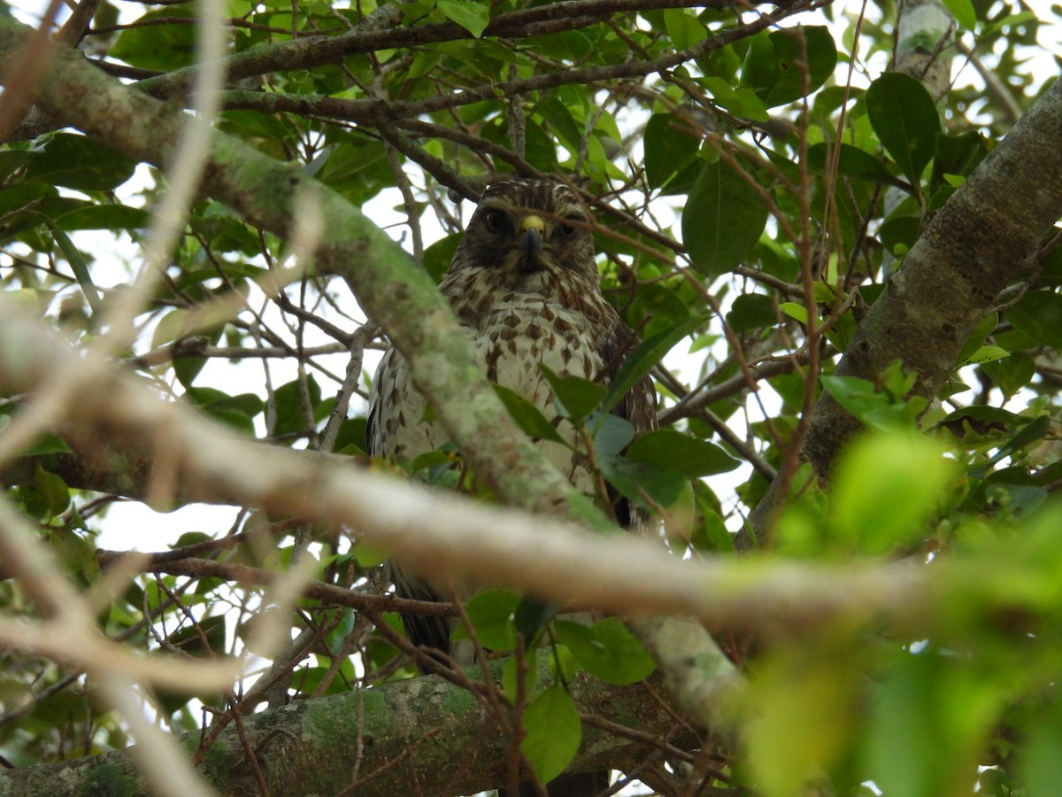 Red-shouldered Hawk - ML646241982