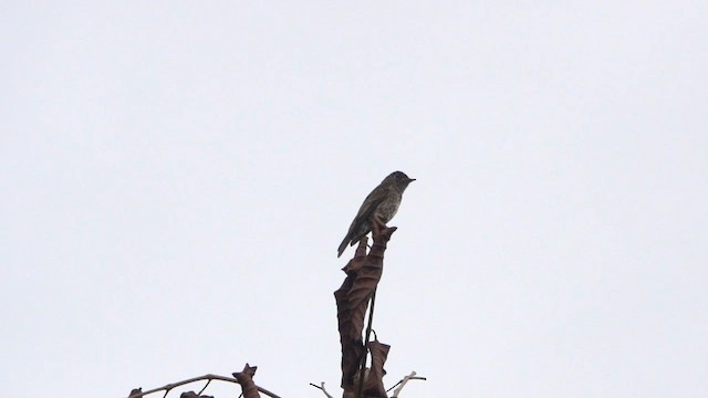 Dark-sided Flycatcher - ML646241983
