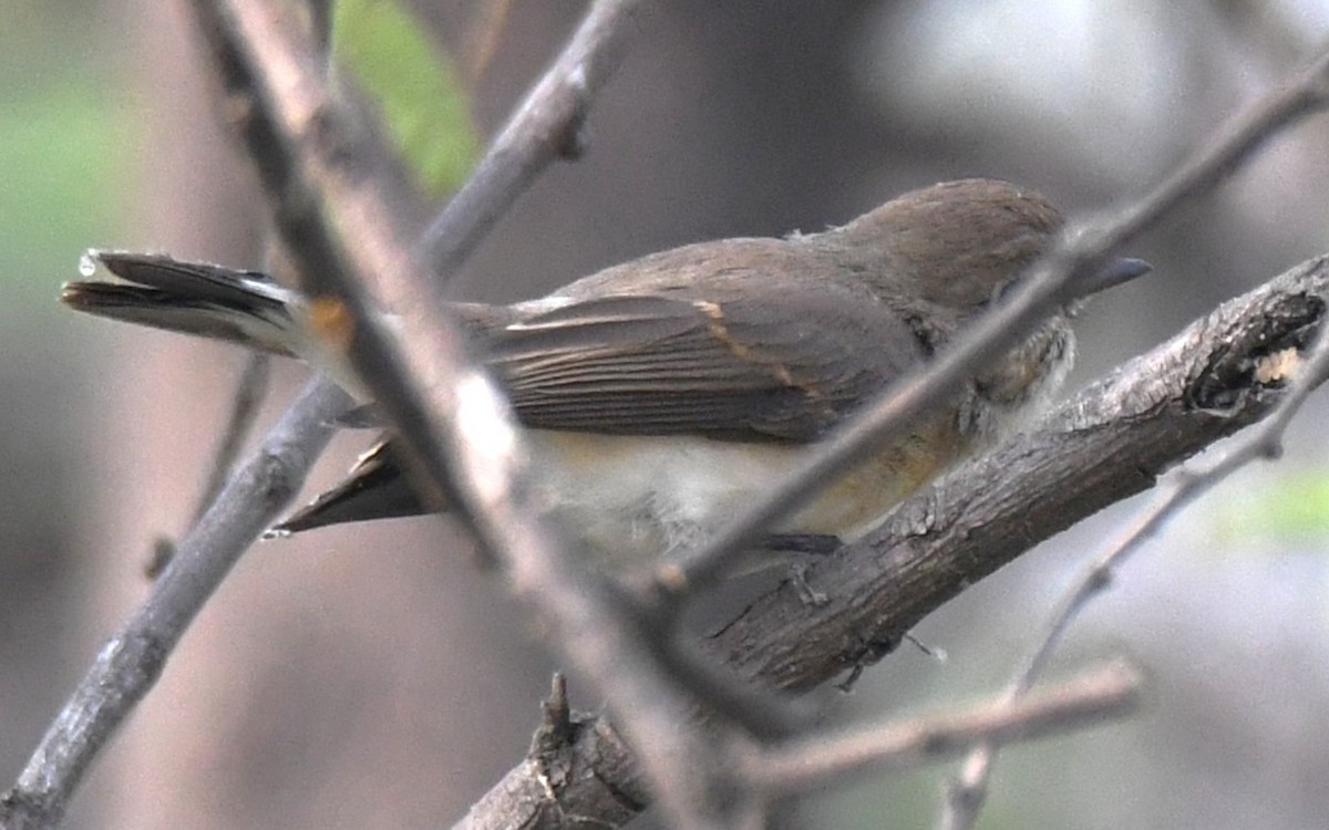 Taiga Flycatcher - ML646241984