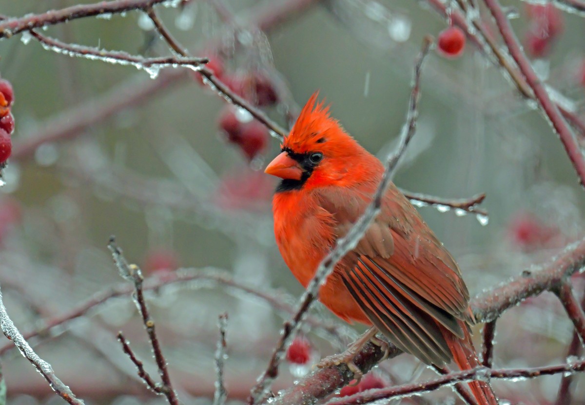 Northern Cardinal - ML646241985