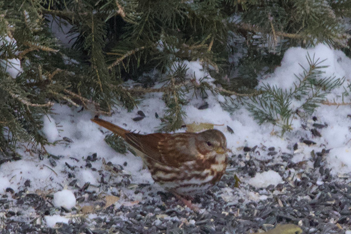 Fox Sparrow - ML646241986