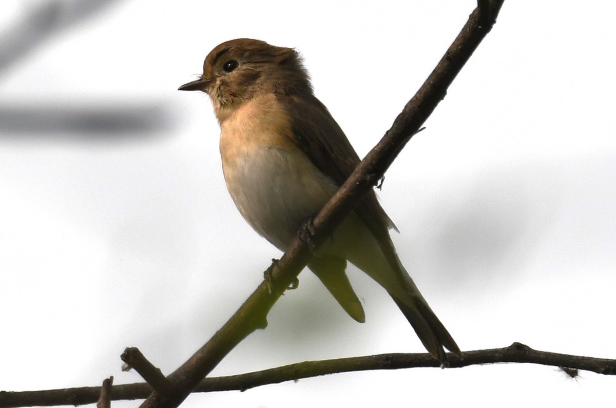 Taiga Flycatcher - ML646241987