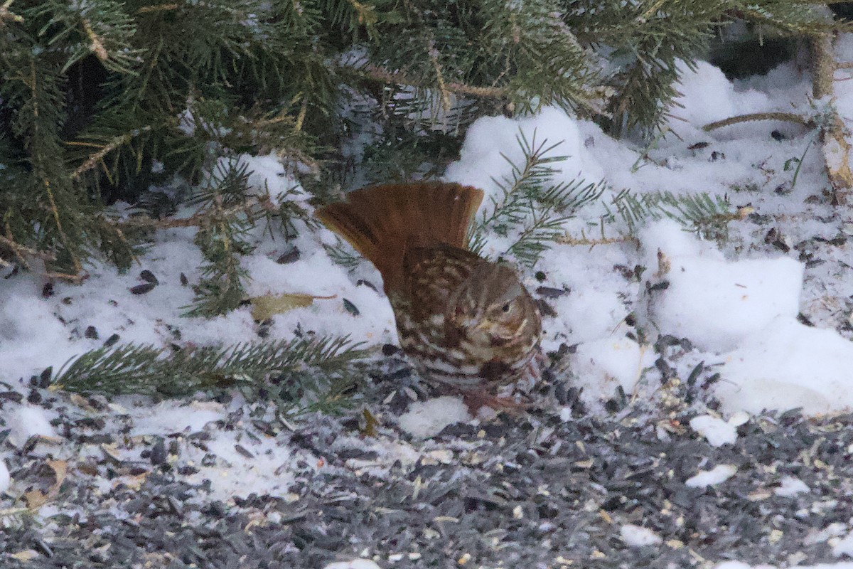 Fox Sparrow - ML646241988