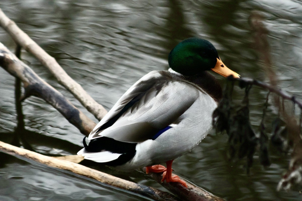 Mallard - ML646241989