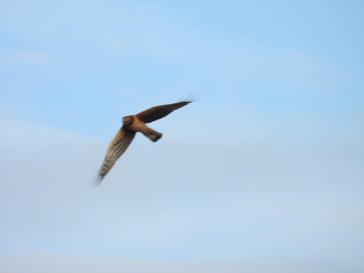 Northern Harrier - ML646241990