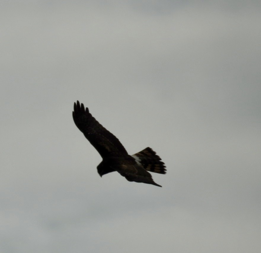 Northern Harrier - ML646241991