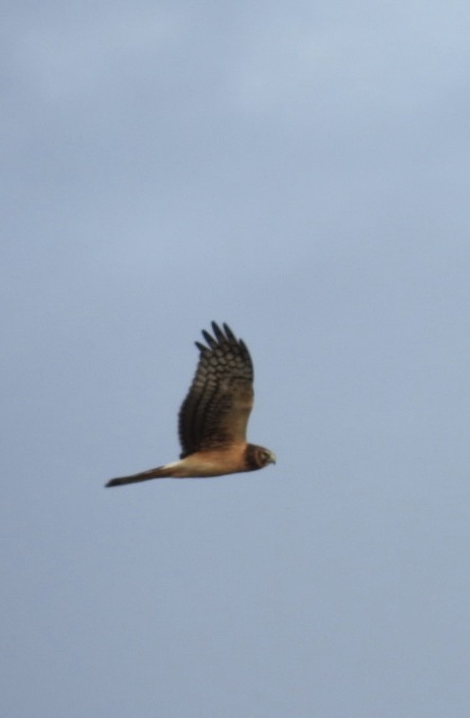 Northern Harrier - ML646241992