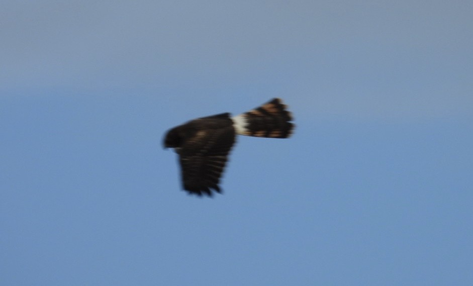 Northern Harrier - ML646241993