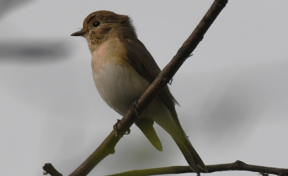 Taiga Flycatcher - ML646241994