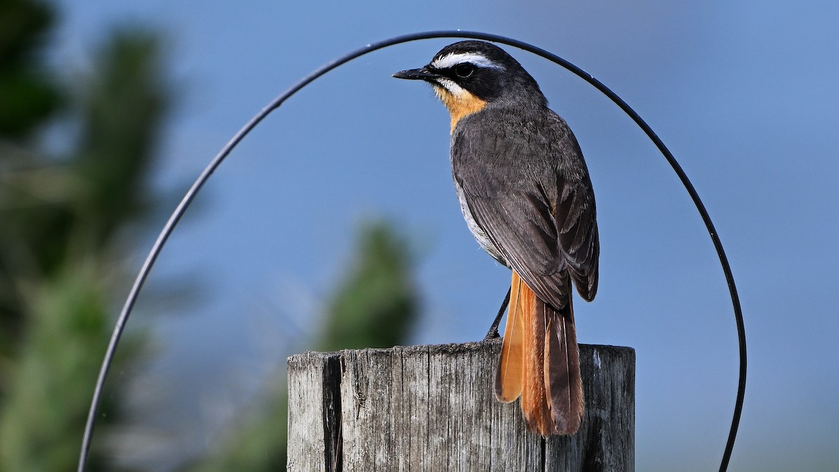 Cape Robin-Chat - ML646241995