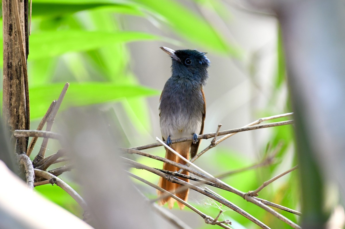 Blyth's Paradise-Flycatcher - ML646241996