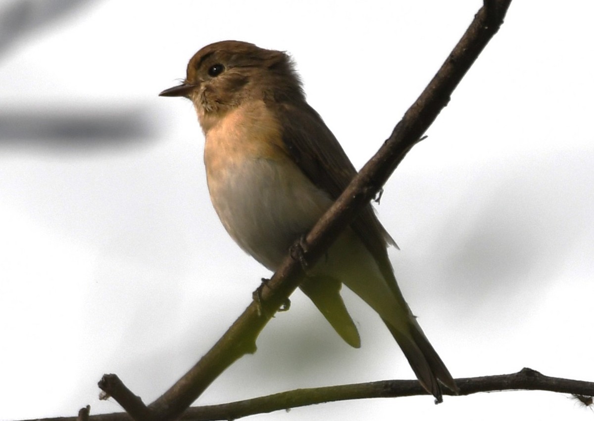 Taiga Flycatcher - ML646241997