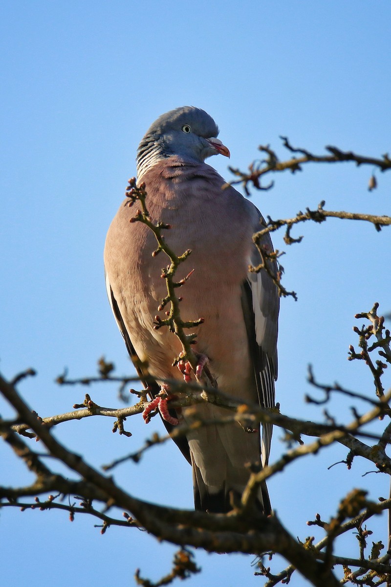 Common Wood-Pigeon - ML646241998