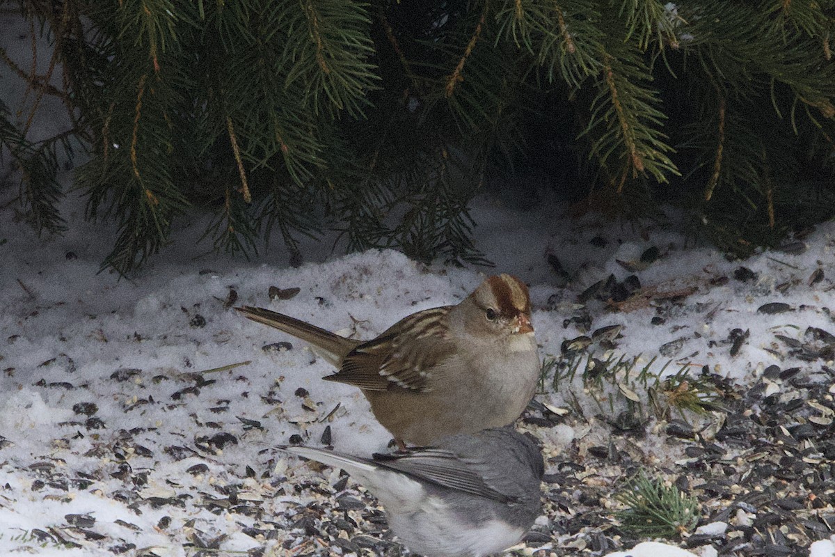 White-crowned Sparrow - ML646242000