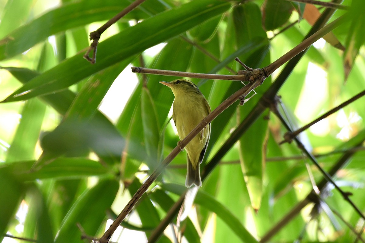 Sulphur-breasted Warbler - ML646242001