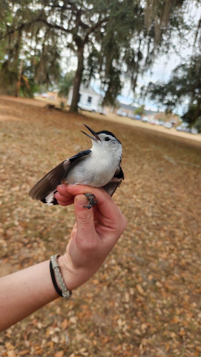 Beyaz Göğüslü Sıvacı - ML646242005