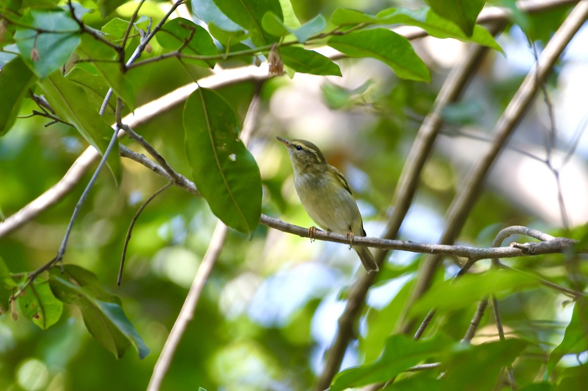 Yellow-browed Warbler - ML646242007