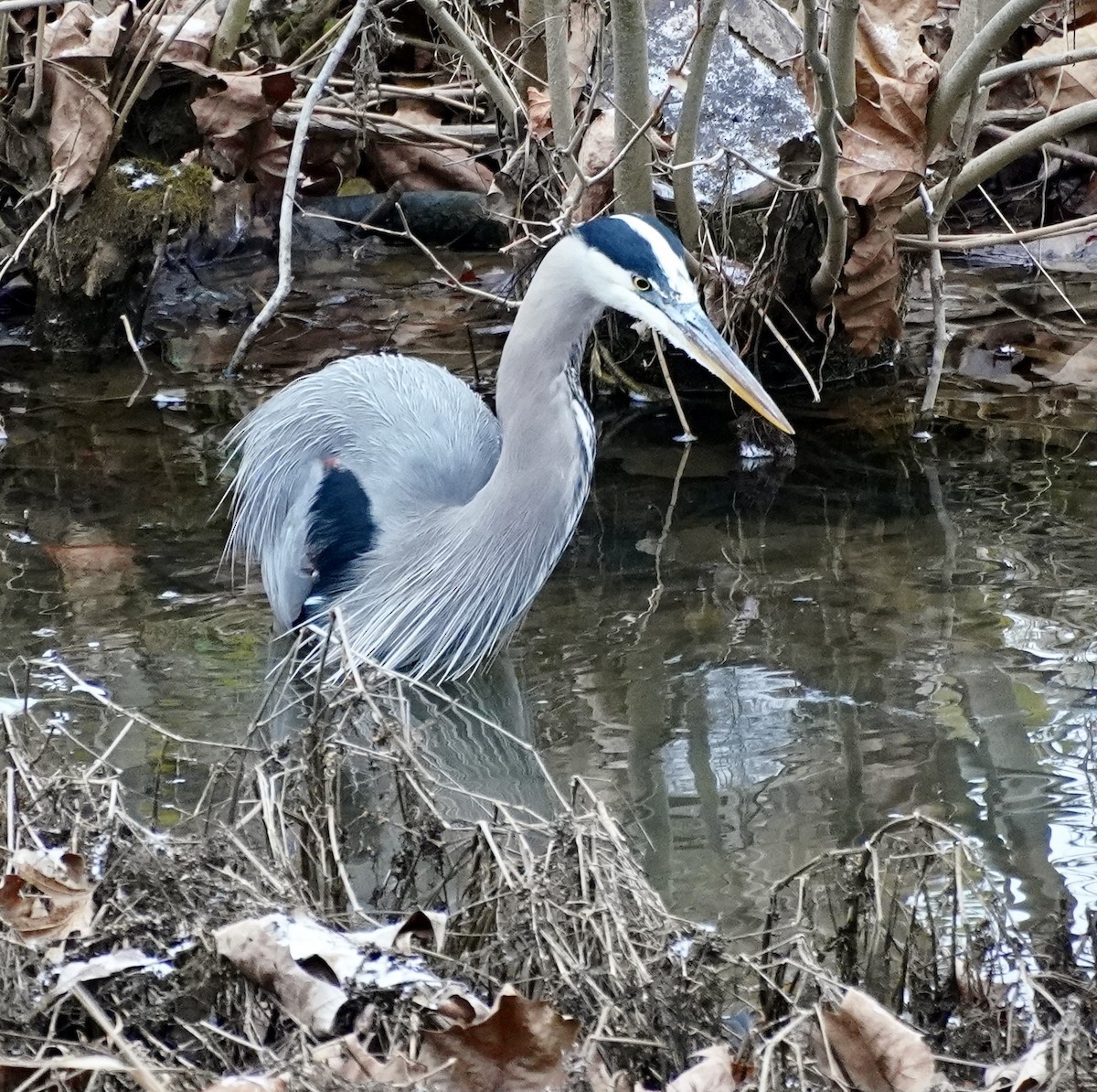 Great Blue Heron - ML646242016