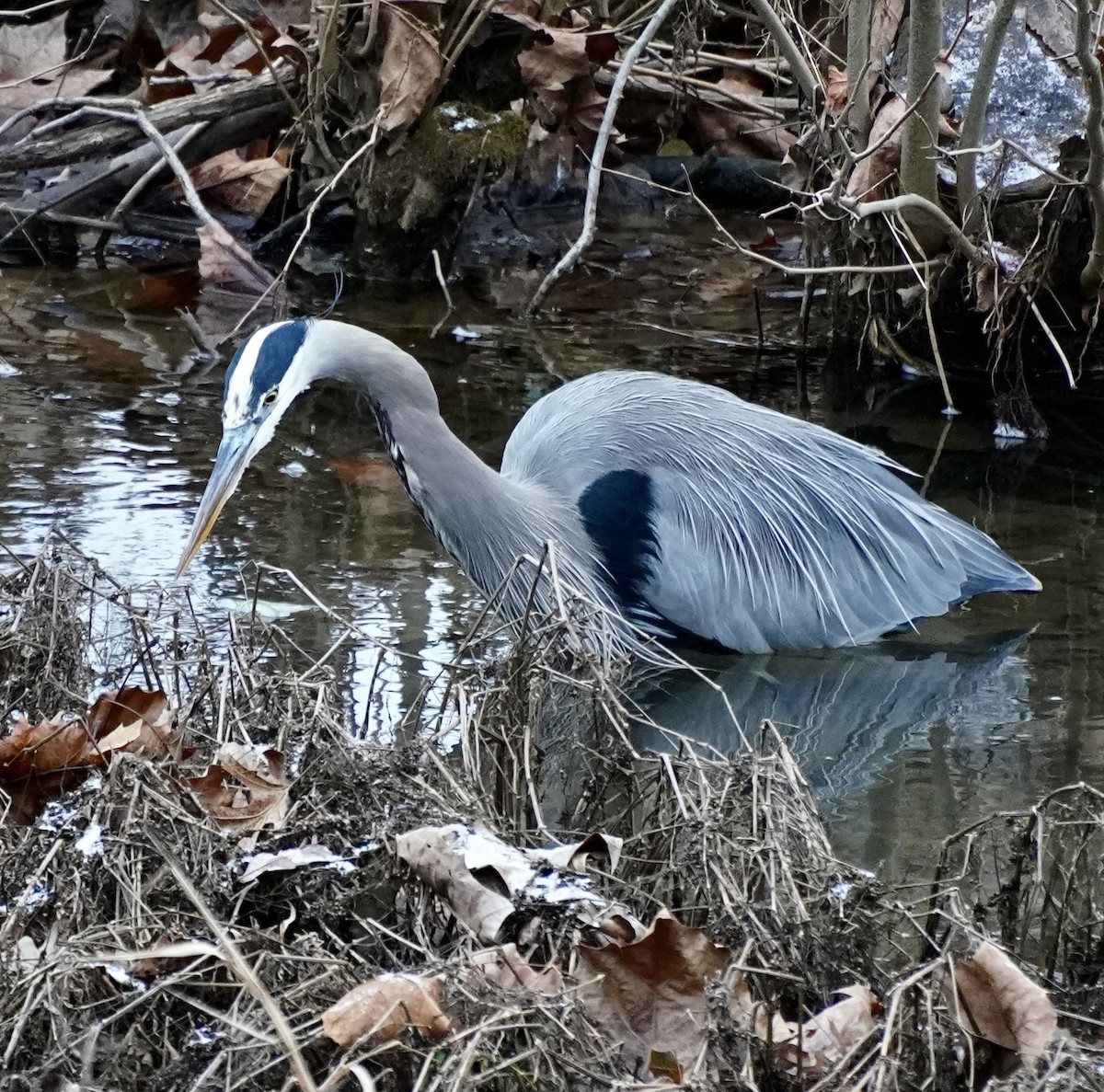 Great Blue Heron - ML646242017