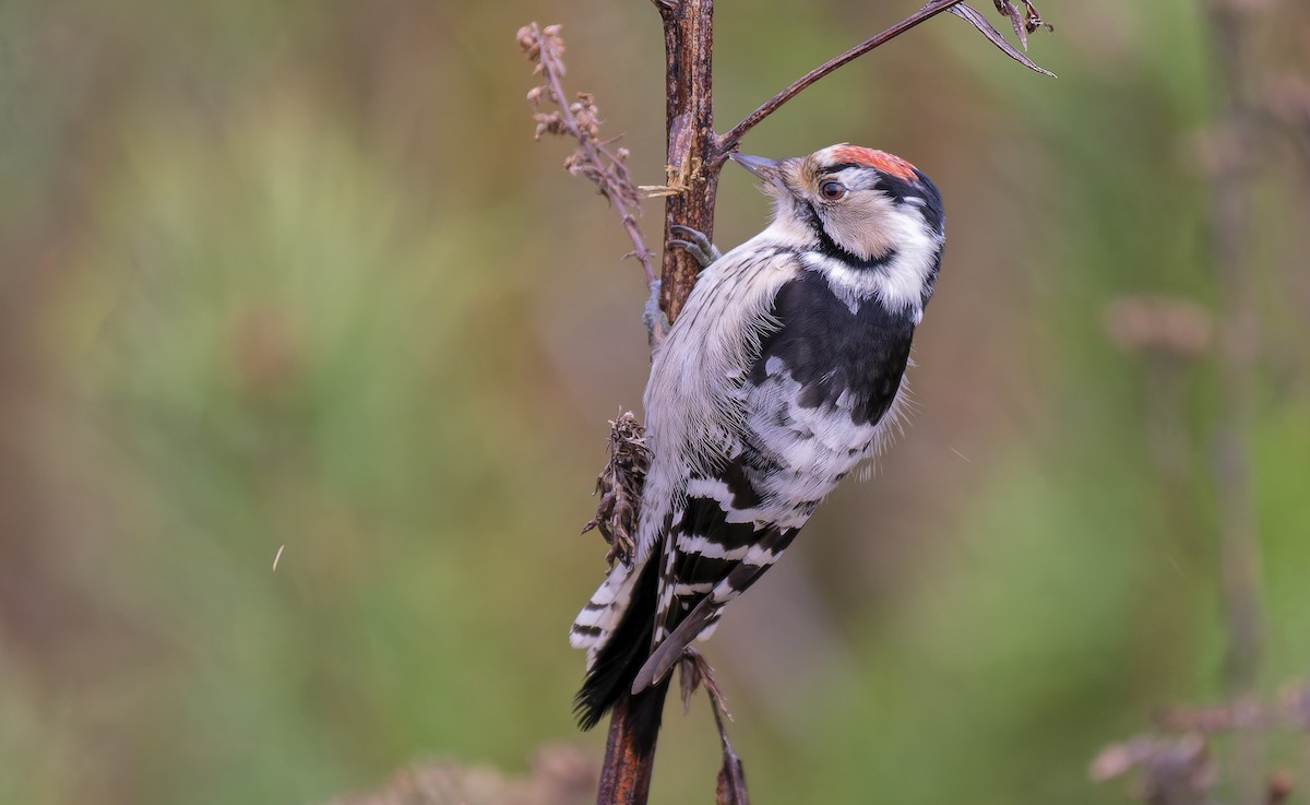 Lesser Spotted Woodpecker - ML646242018