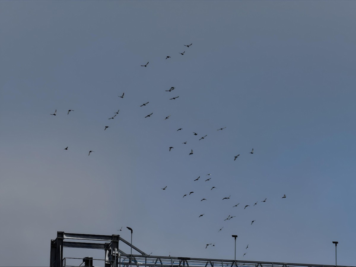 Rock Pigeon (Feral Pigeon) - ML646242022