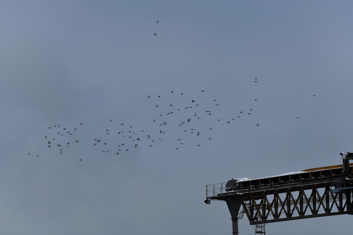 Rock Pigeon (Feral Pigeon) - ML646242024