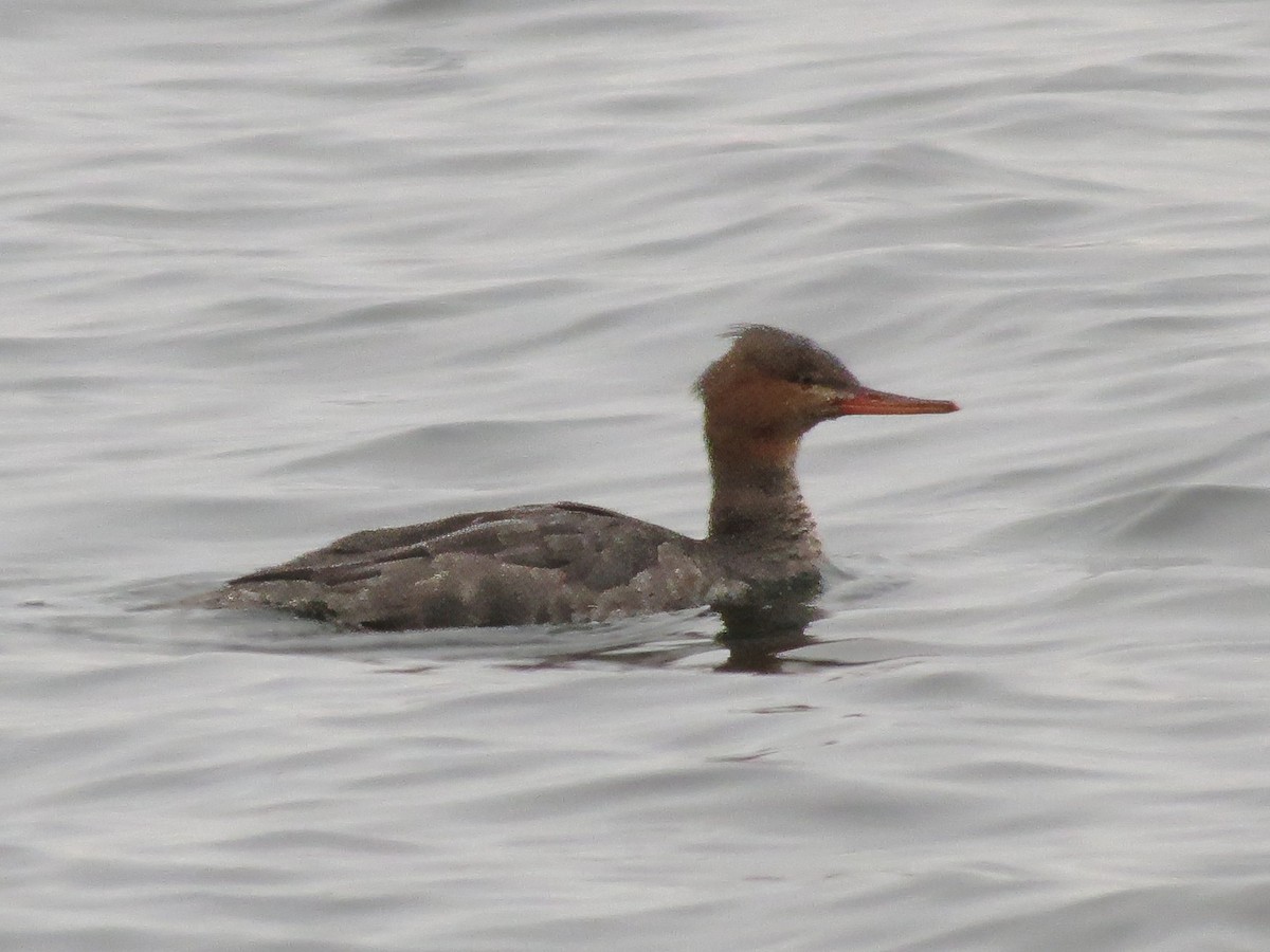 Red-breasted Merganser - ML646242028