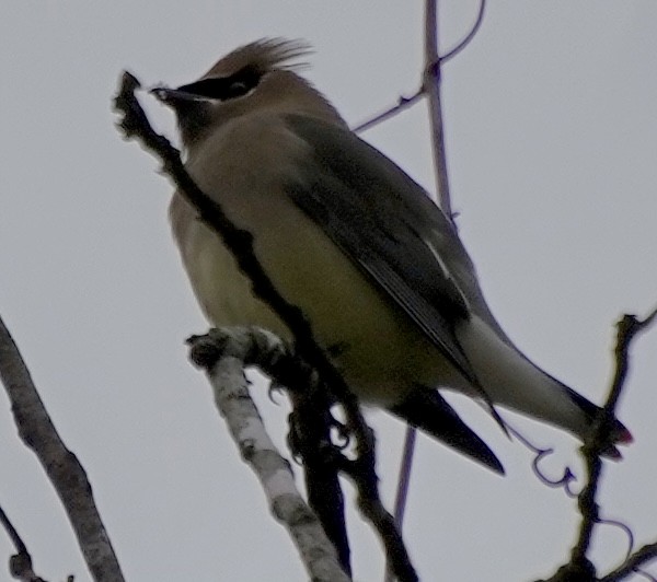 Cedar Waxwing - ML646242031
