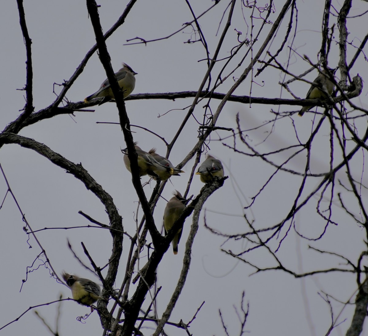 Cedar Waxwing - ML646242032